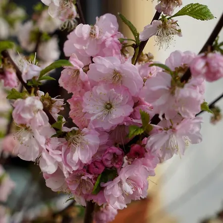 & Assmann فندق 3*