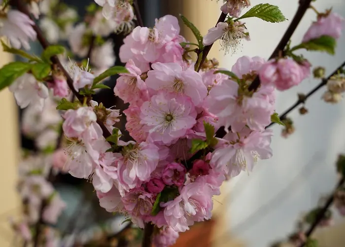 & Assmann فندق 3*