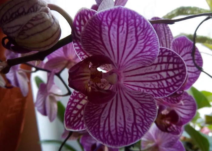 فندق & Assmann 3*